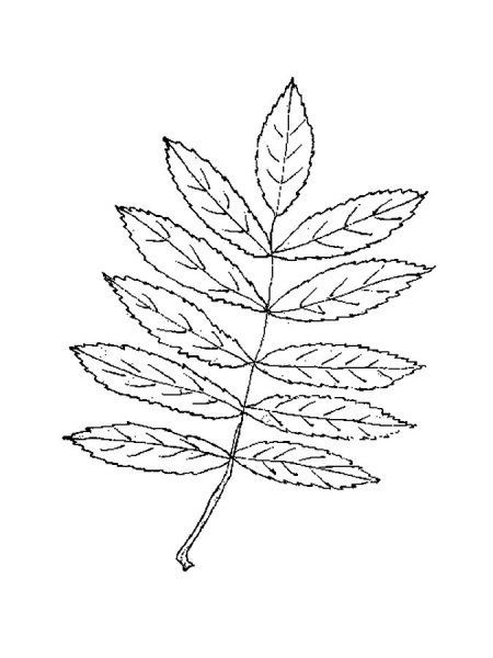 Лист рябины раскраска для детей