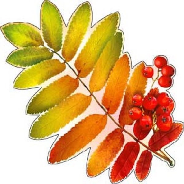 Лист рябины раскраска