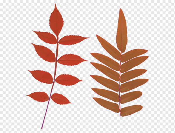 Лист ясеня рисунок