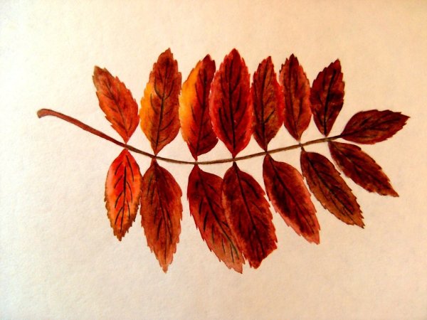 Рябиновый лист трафарет