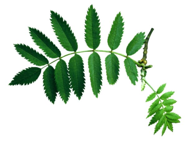 Рябина раскраска