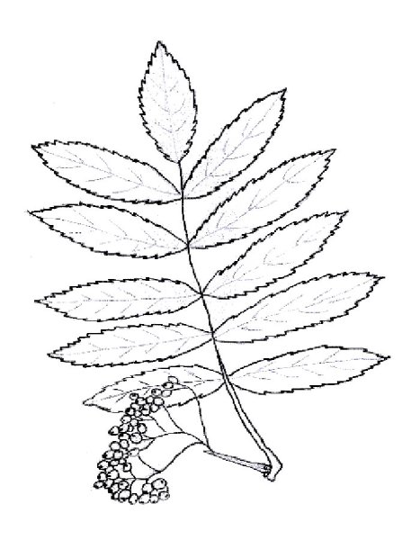 Лист рябины