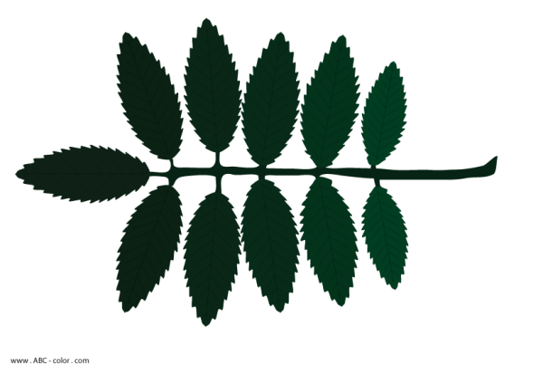 Лист рябины