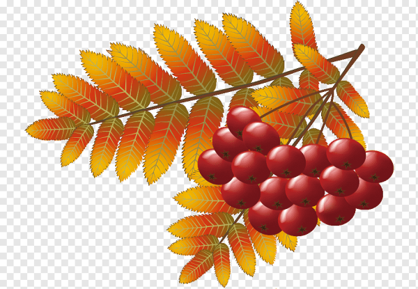 Лист рябины