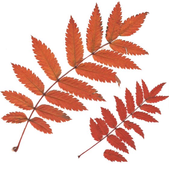 Лист рябины раскраска
