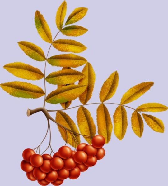 Рябиновый лист раскраска