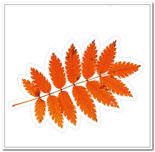 Лист рябины аронии