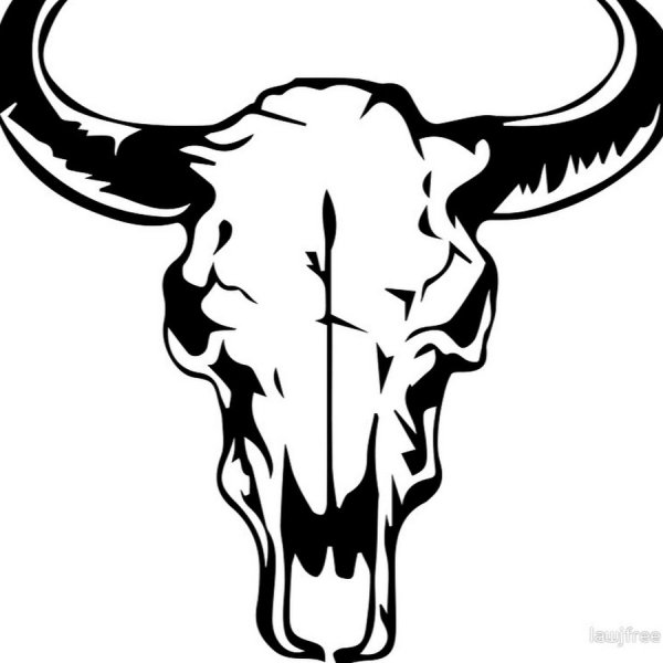 Техасский лонгхорн череп