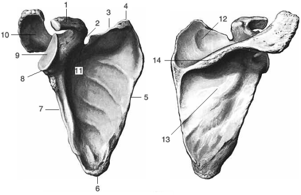 Лопатка анатомия вид спереди