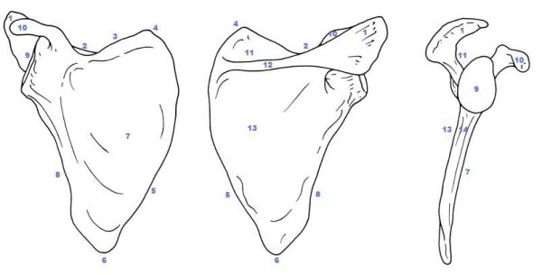 Лопатка scapula