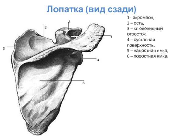 Лопатка правая вид спереди и сзади