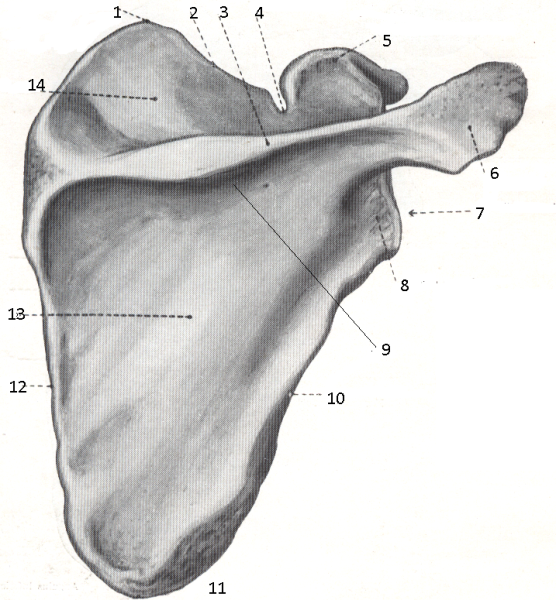 Клювовидный отросток лопатки анатомия