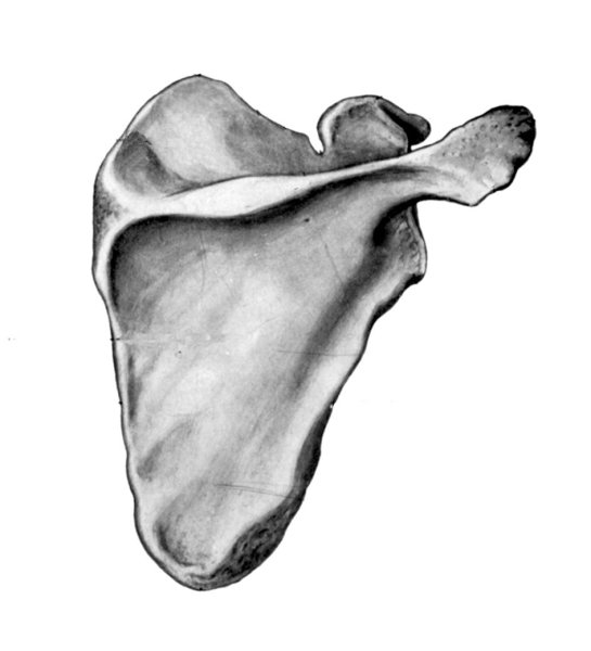Лопаточная кость анатомия человека