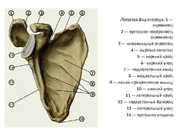 Лопатка кость строение