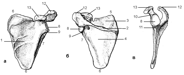 Лопатка анатомия Сапин