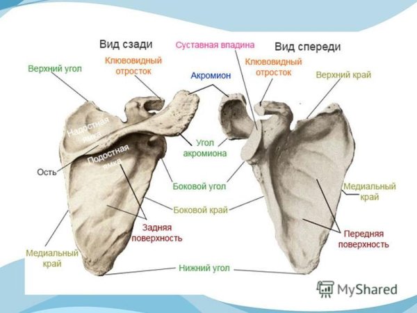 Строение лопатки вид спереди