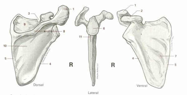 Анатомия лопаточной кости