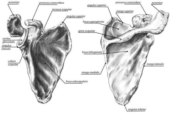 Строение лопатки спереди и сзади