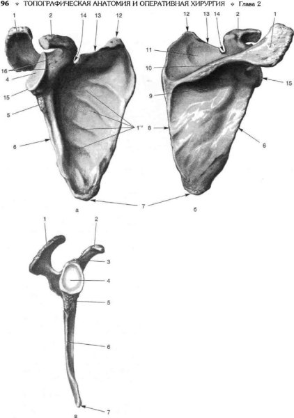 Лопатка атлас Синельникова
