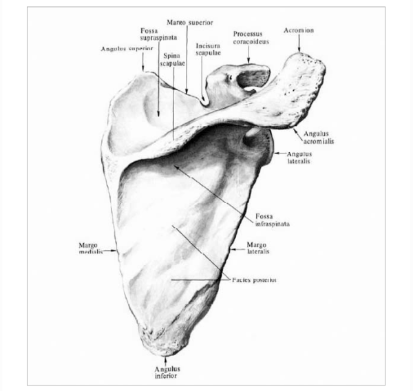 Лопатка вид спереди анатомия с подписями