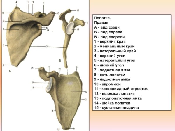 Строение лопатки спереди и сзади