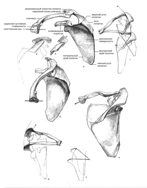 Плечевой пояс и лопатки анатомия