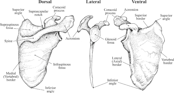 Лопатка анатомия