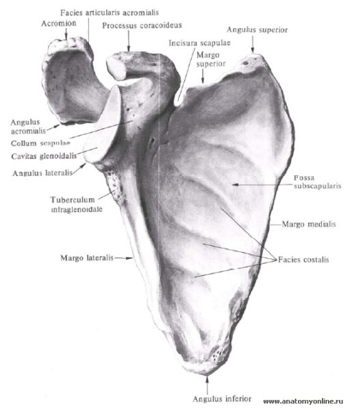 Лопатка анатомия Синельников