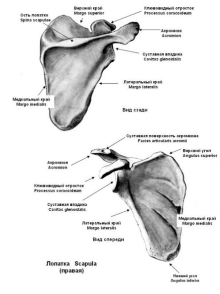 Лопатка строение кости