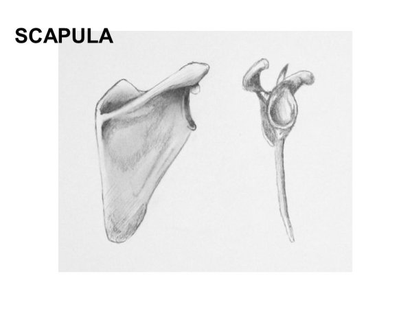 Лопатка анатомия Сапин