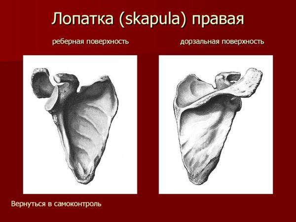 Лопатка анатомия реберная поверхность