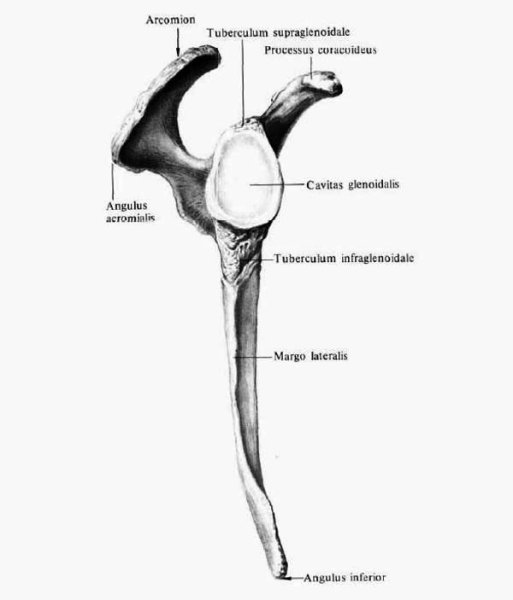 Лопатка анатомия вид сбоку