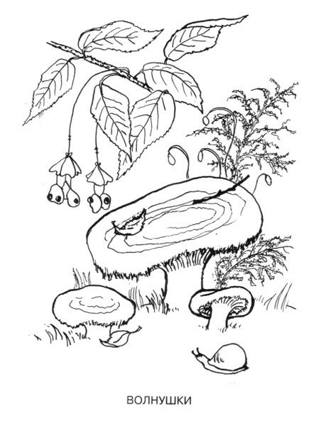 Волнушка раскраска для детей
