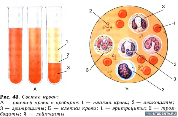 Зарисовать строение клетки крови
