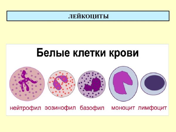 Строение клеток крови рисунок