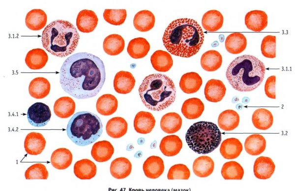 Мазок крови человека гистология препарат