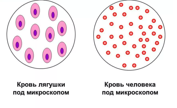 Эритроциты в крови лягушки под микроскопом