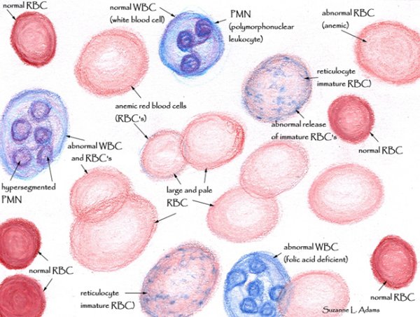 Клетки крови рисунок без надписей