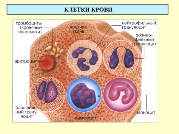 Строение клетки крови человека