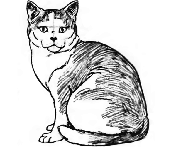Кошка сидит рисунок