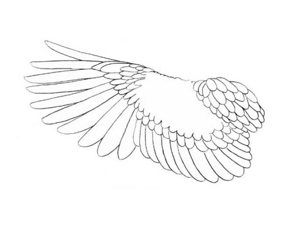 Крыло птицы раскраска