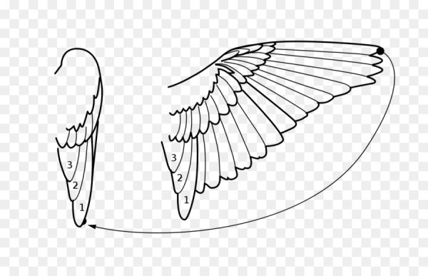 Хвост птицы рисунок