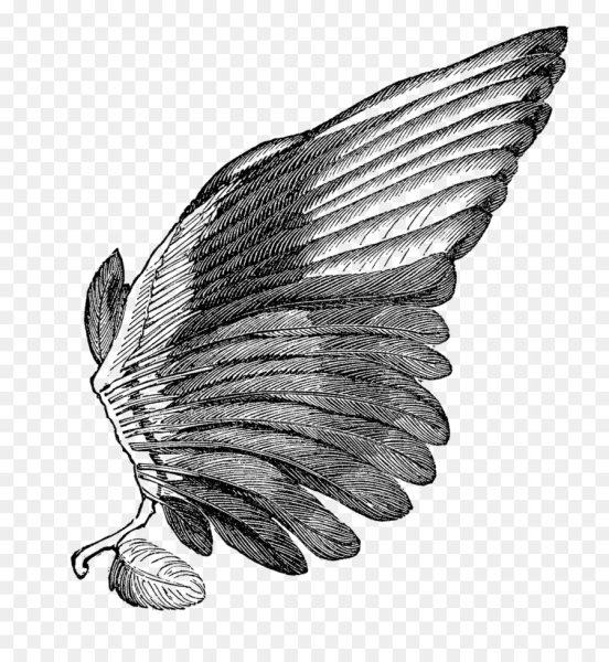 Крылья эскиз