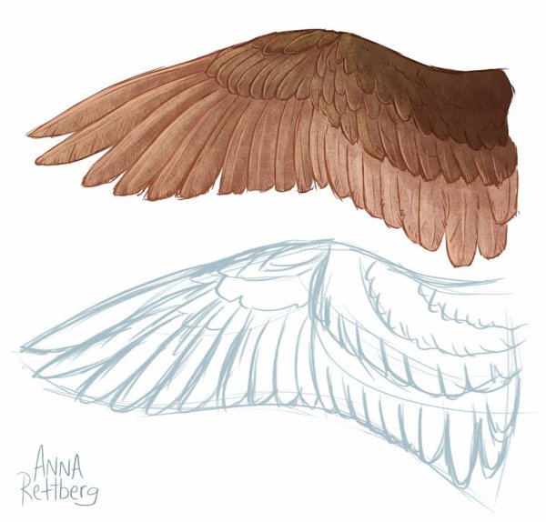 Сложенные Крылья птицы