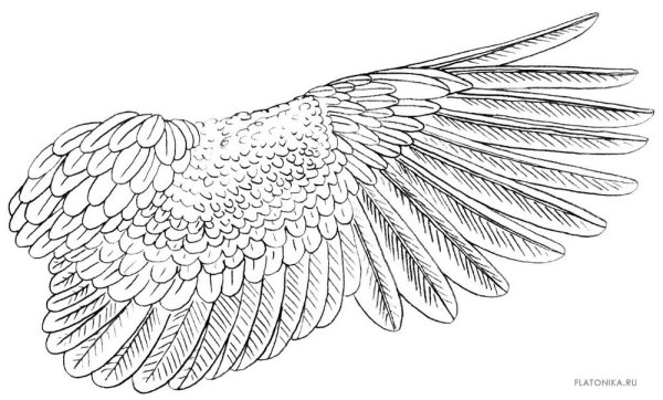 Крылья раскраска