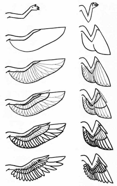 Крылья рисовка