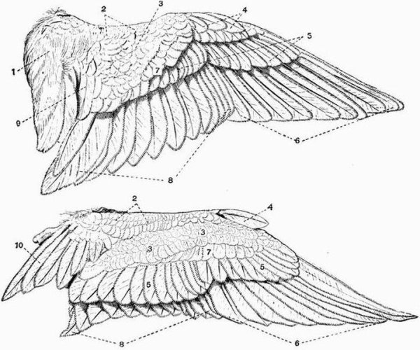 Крылья хищных птиц строение