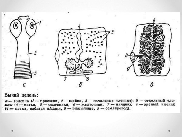 Бычий цепень строение сколекса