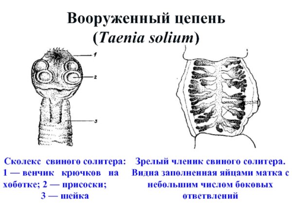 Свиной Солитер строение