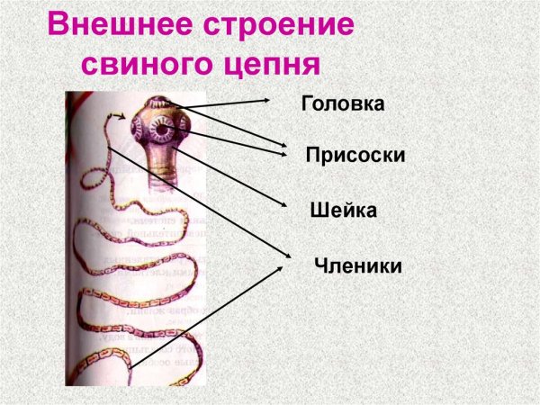 Бычий слепень черно белый